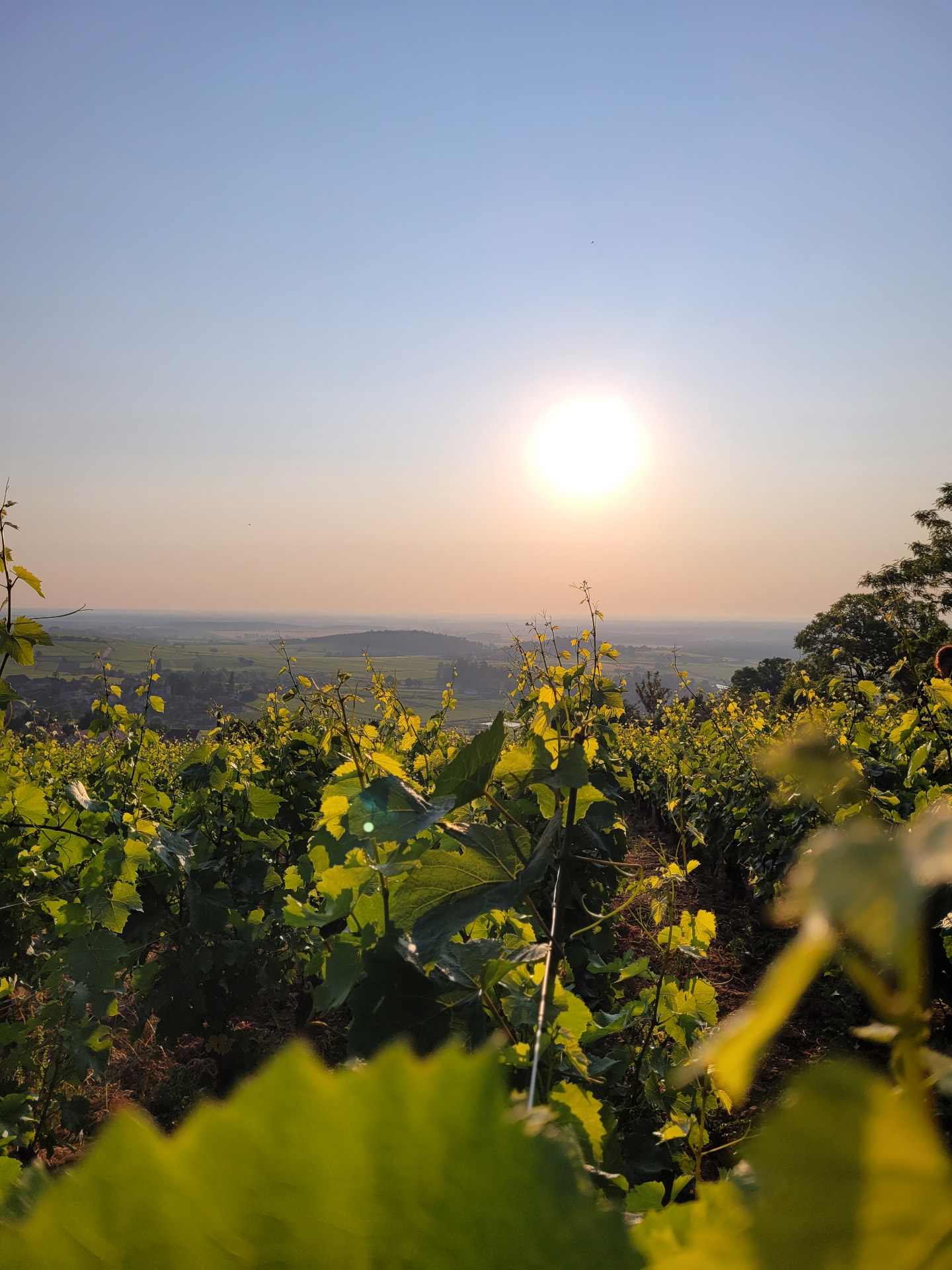 Vignoble ensoleillé au lever du jour, paysage de Saône-et-Loire